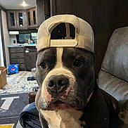 Bisou joined the competition — help win amazing prizes! dog, pet, canine, hat, backwards_cap, indoor, living_room, couch, curious, black_and_white, face, seated, domestic, cozy, home, furniture, carpet, cabinet, lighting, portrait