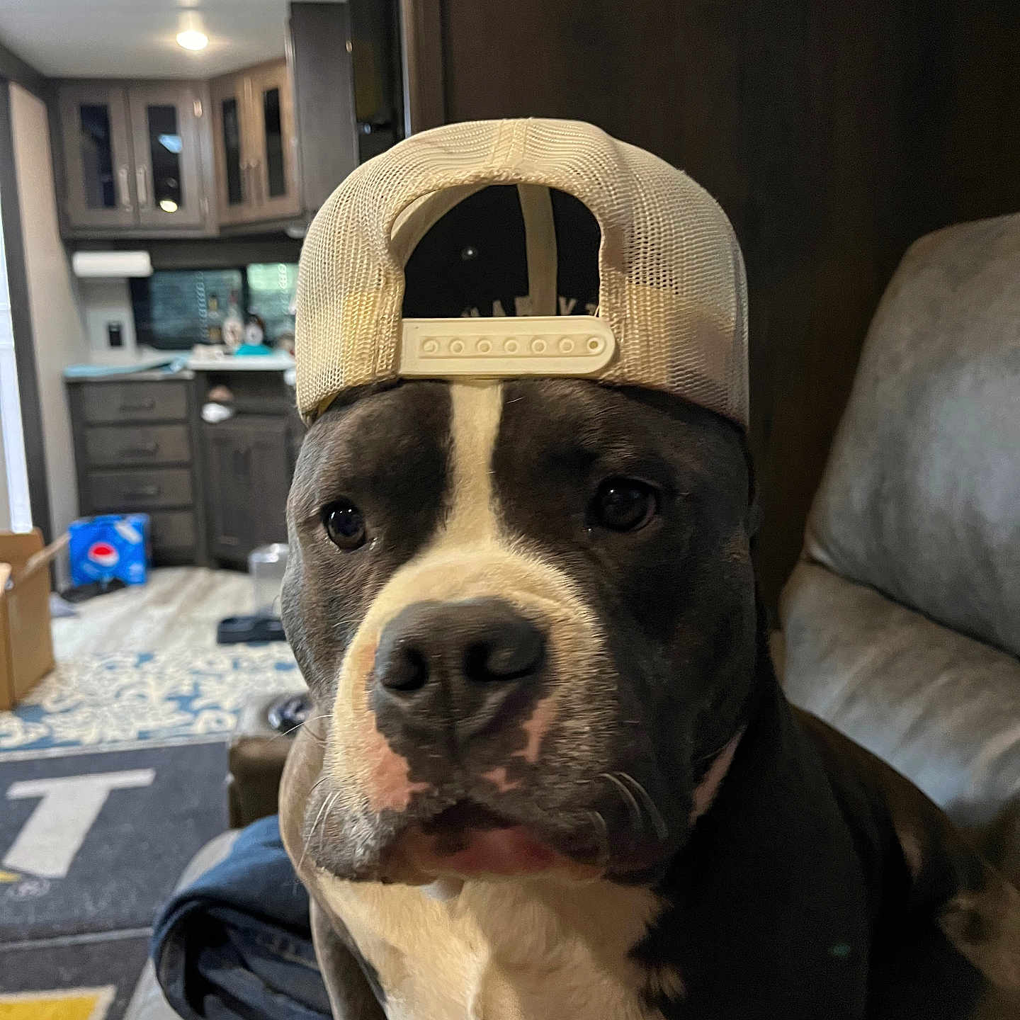 Bisou joined the competition — help win amazing prizes! dog, pet, canine, hat, backwards_cap, indoor, living_room, couch, curious, black_and_white, face, seated, domestic, cozy, home, furniture, carpet, cabinet, lighting, portrait