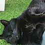 black_cat, cat, feline, pet, animal, grass, outdoor, relaxed, sleepy, whiskers, fur, nature, closeup, lying_down, green, resting, cute, domestic_cat, soft, peaceful
