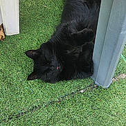 Junior participe au concours pour gagner de l'argent avec cette photo : cat, black_cat, lying_down, grass, artificial_grass, chair, plastic_chair, outdoor, relaxed, pet, animal, fur, tongue_out, resting, sleepy, shadow, paw, whiskers, nature, daylight