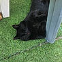 cat, black_cat, lying_down, grass, artificial_grass, chair, plastic_chair, outdoor, relaxed, pet, animal, fur, tongue_out, resting, sleepy, shadow, paw, whiskers, nature, daylight