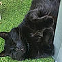 black_cat, cat, pet, animal, feline, lying_down, relaxed, outdoor, grass, artificial_grass, paws, fur, whiskers, resting, sleepy, close_up, domestic_animal, nature, green, sunlight