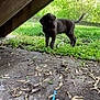 Choco joined the competition — help win amazing prizes! puppy, dog, chocolate_labrador, outdoor, grass, wood, stairs, greenery, nature, young_dog, playful, curious, concrete, seed_pods, daylight, collar, canine, pet, small_dog, exploring