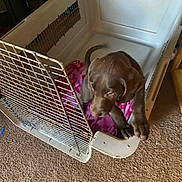 Choco joined the competition — help win amazing prizes! puppy, dog, crate, cage, pink_blanket, carpet, indoor, brown, pet, animal, young_dog, curious, trying_to_escape, floor, furniture, canine, cute, small, domestic, young