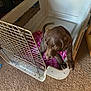 puppy, dog, crate, cage, pink_blanket, carpet, indoor, brown, pet, animal, young_dog, curious, trying_to_escape, floor, furniture, canine, cute, small, domestic, young