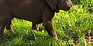 Choco is registered to the contest to win money with this photo: puppy, dog, brown, grass, outdoor, yard, nature, pet, animal, young, canine, sunlight, greenery, playful, curious, fur, collar, side_view, daylight, backyard