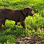 puppy, dog, brown, grass, outdoor, yard, nature, pet, animal, young, canine, sunlight, greenery, playful, curious, fur, collar, side_view, daylight, backyard