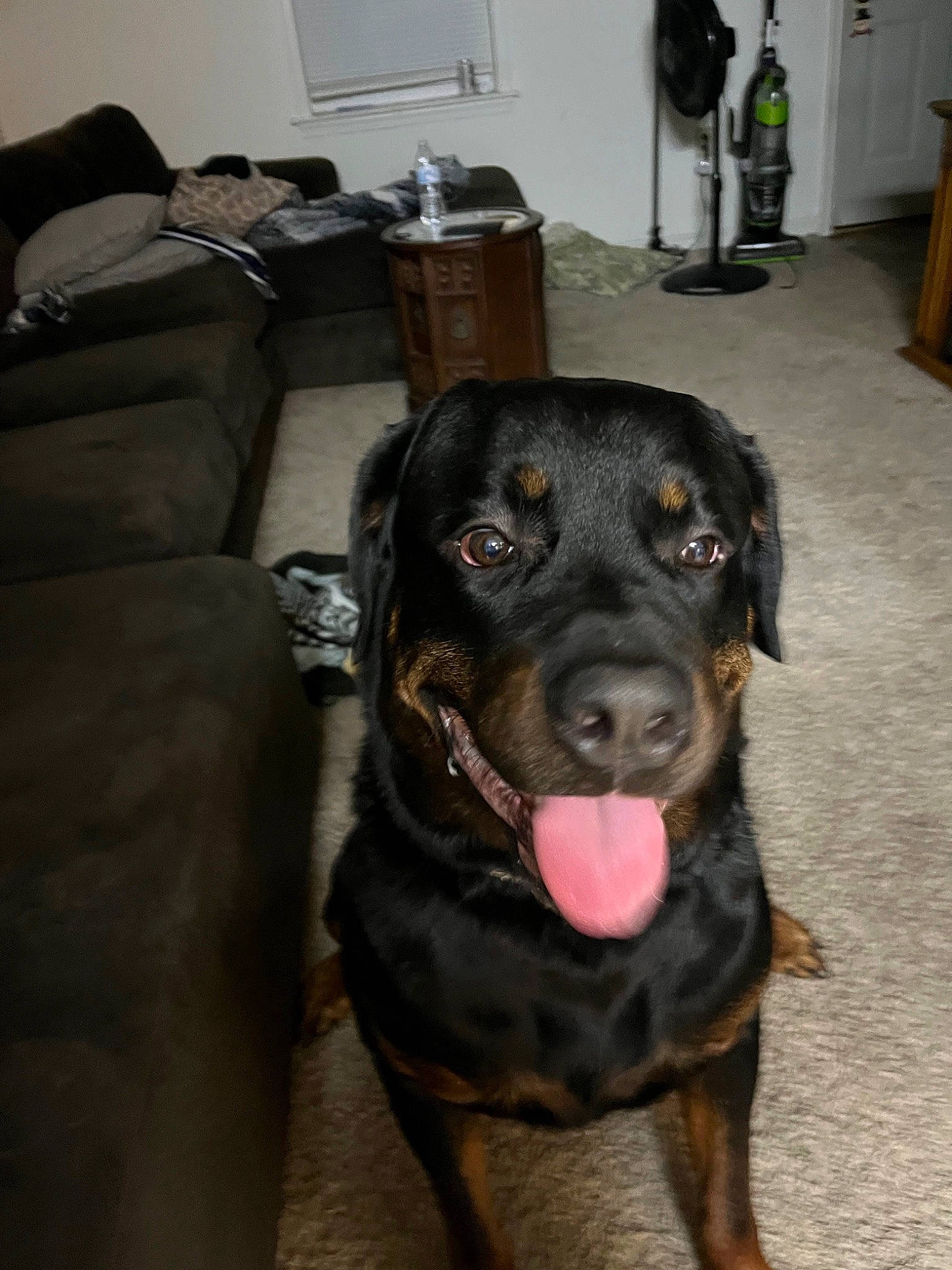 Zeus is registered to the contest to win money with this photo: borador, carnivore, collar, comfort, companion_dog, couch, dog, dog_breed, dog_collar, fawn, flooring, fur, guard_dog, gun_dog, liver, retriever, snout, sporting_group, whiskers, working_animal