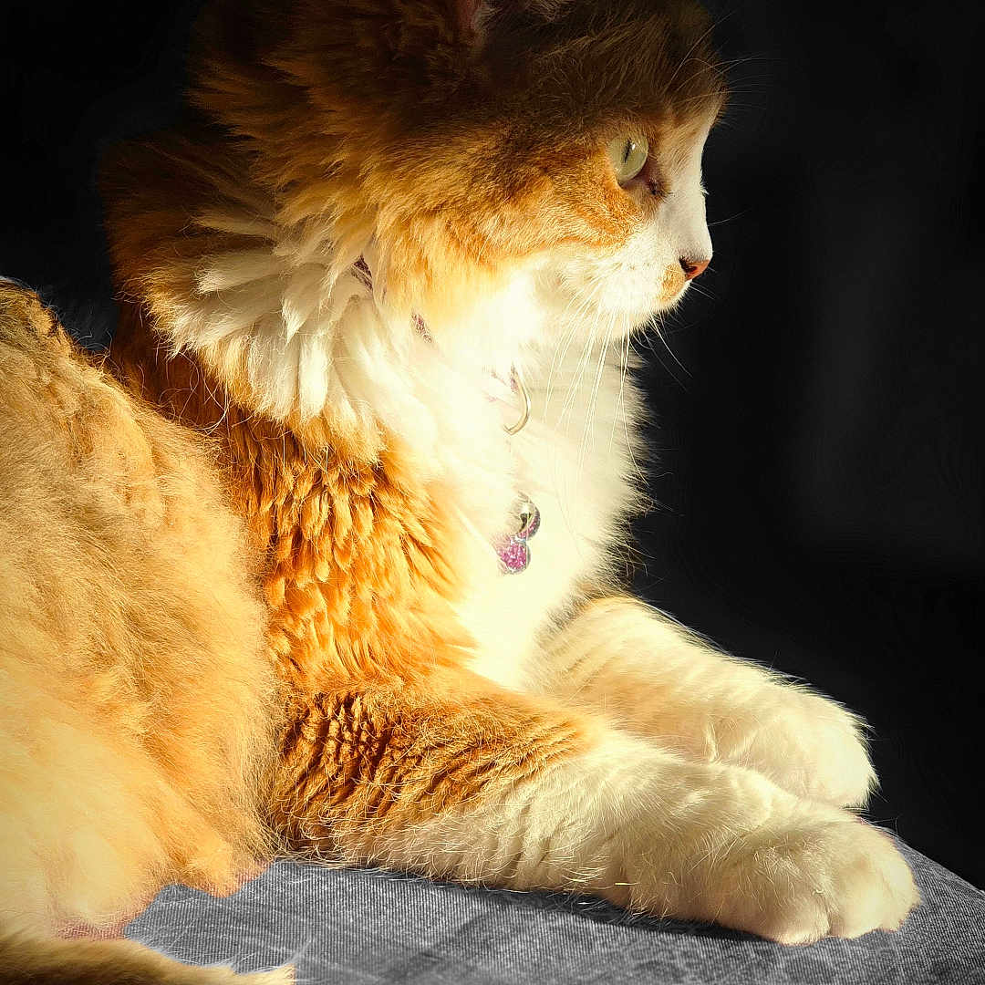 Tiana a rejoint le concours — aidez-le/la à gagner de superbes lots ! abyssinian, accessories, angora, animal, bodypart, cat, collar, couch, crystal, furniture, hardwood, kitten, manx, mouth, person, pet, siamese, strap, wood