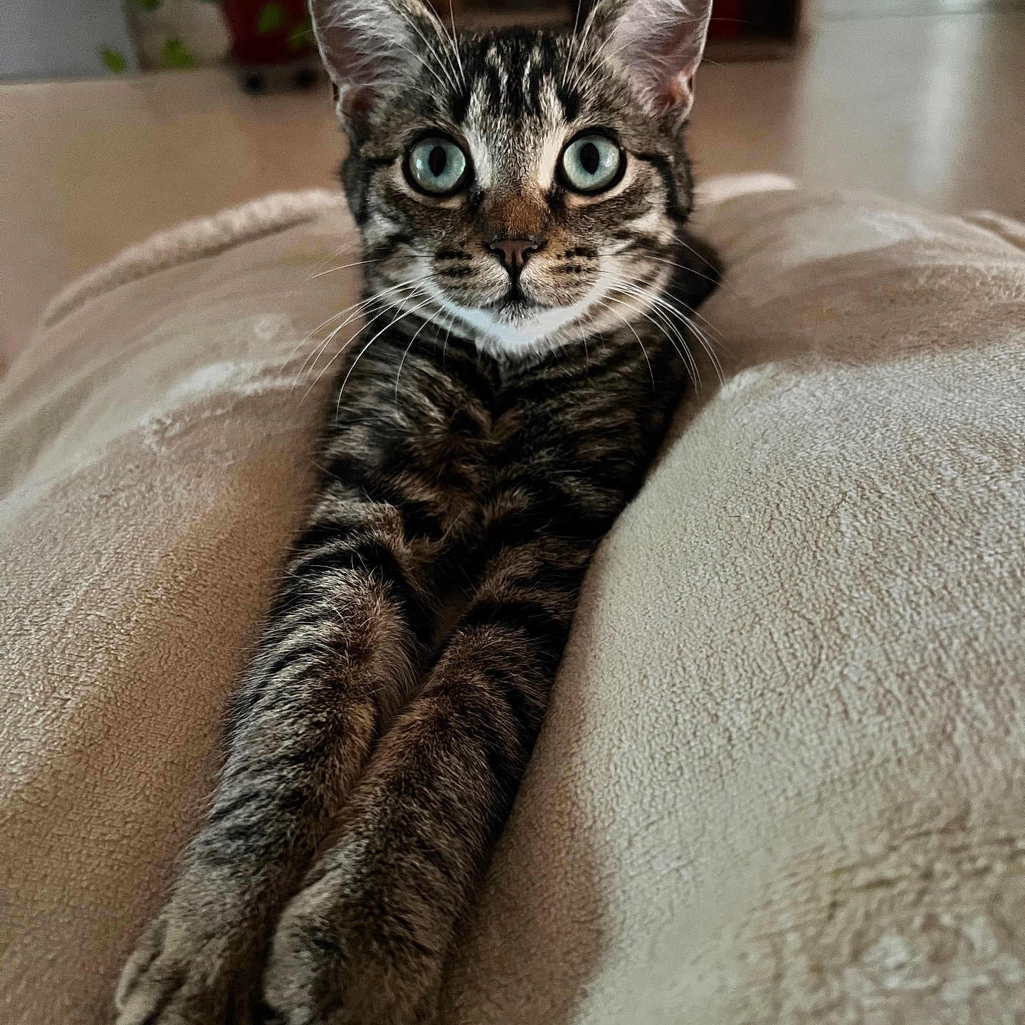 Dima participe au concours pour gagner de l'argent avec cette photo : abyssinian, animal, bed, blanket, cat, couch, cushion, furniture, hardwood, homedecor, indoors, kitten, manx, pet, wood