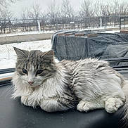 Enoch is registered to the contest to win money with this photo: cat, fluffy, long_hair, animal, pet, dashboard, car, window, snow, winter, outdoor, nature, tree, fence, relaxed, resting, fur, whiskers, paw, domestic_animal