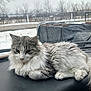 cat, fluffy, long_hair, animal, pet, dashboard, car, window, snow, winter, outdoor, nature, tree, fence, relaxed, resting, fur, whiskers, paw, domestic_animal