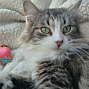 Hopi joined the competition — help win amazing prizes! cat, tabby, fluffy, green_eyes, pet, animal, blanket, cozy, indoor, relaxed, fur, whiskers, toy, closeup, comfort, cute, sleepy, home, resting, soft