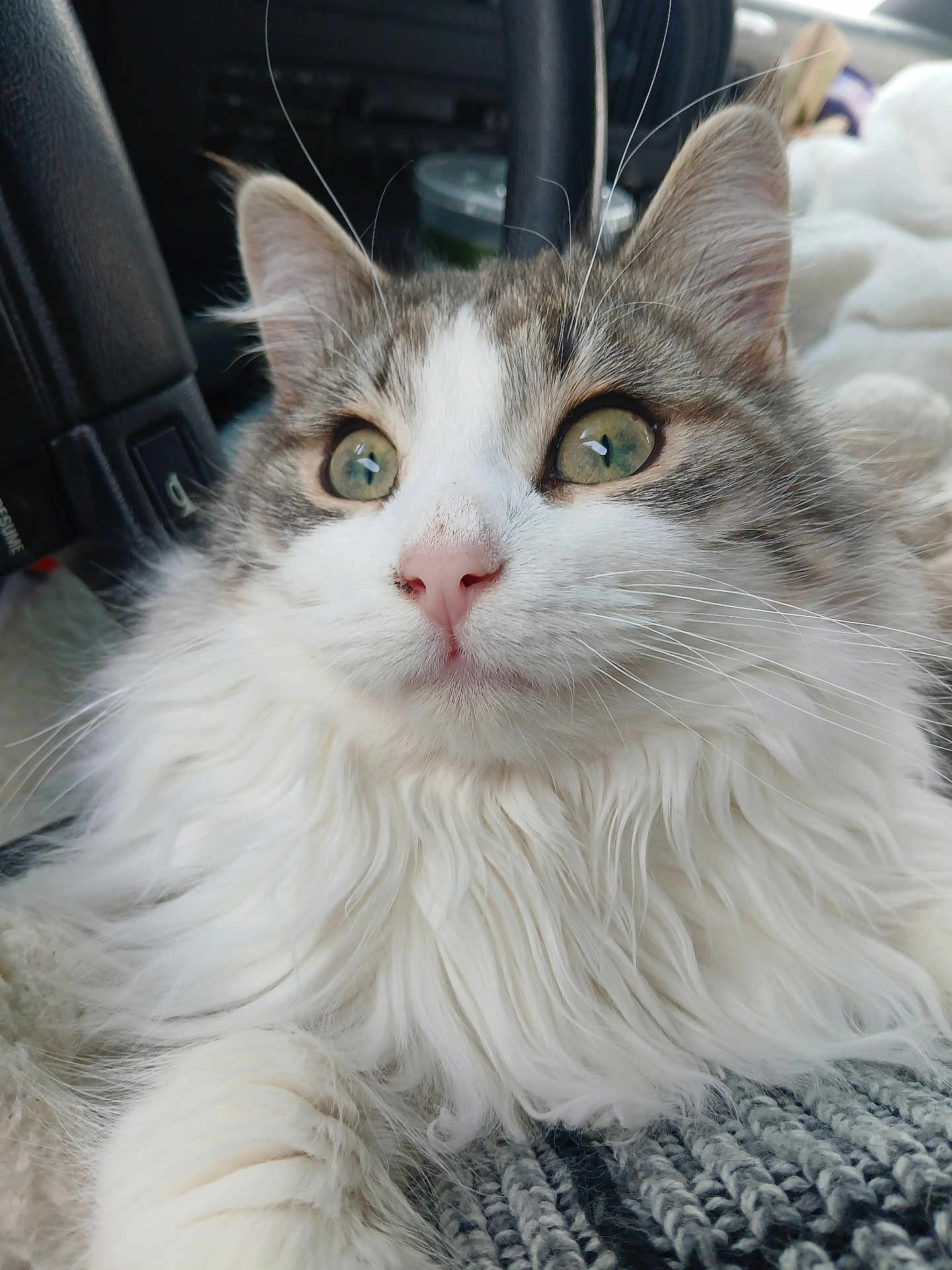 Raphael is registered to the contest to win money with this photo: cat, fluffy, white_fur, green_eyes, close_up, pet, animal, whiskers, nose, ears, soft_texture, indoor, cozy, curious, portrait, feline, long_hair, cute, domestic_animal, relaxed