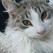 Raphael is registered to the contest to win money with this photo: cat, close_up, fluffy, green_eyes, whiskers, feline, pet, animal, cozy, knitted_blanket, soft_fur, relaxed, cute, domestic_cat, portrait, indoor, resting, white_fur, tabby, calm