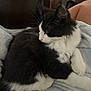 Loki is registered to the contest to win money with this photo: animal, black_and_white, cat, companion, cozy, curious, domestic_animal, feline, fluffy, fur, indoor, kitten, paw, pet, relaxed, resting, side_view, soft_blanket, whiskers, young_cat