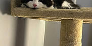 Loki is registered to the contest to win money with this photo: animal, black_and_white, cat, cat_tree, close_up, cozy, cute, domestic_cat, feline, fur, indoor, kitten, lounging, pet, pink_nose, resting, sleepy, soft, whiskers, young_cat
