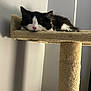 animal, black_and_white, cat, cat_tree, close_up, cozy, cute, domestic_cat, feline, fur, indoor, kitten, lounging, pet, pink_nose, resting, sleepy, soft, whiskers, young_cat