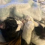 Loki is registered to the contest to win money with this photo: animal, black_and_white, blanket, cat, close_up, cozy, cute, domestic_cat, feline, fur, indoor, nap, paws, pet, relaxed, resting, sleeping, snuggling, soft, whiskers
