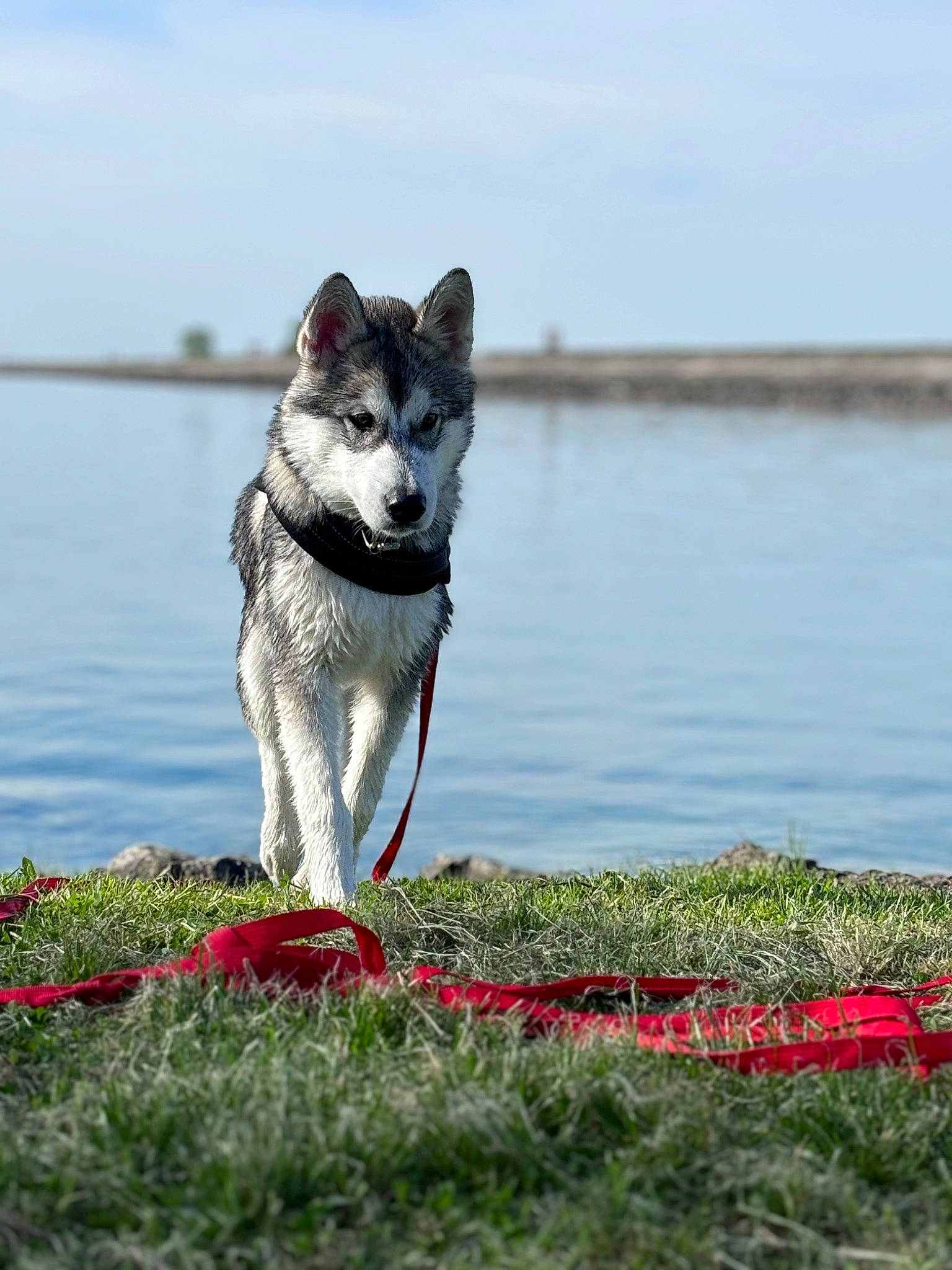Volt a rejoint le concours — aidez-le/la à gagner de superbes lots ! canidae, carmine, carnivore, cloud, collar, companion_dog, coquelicot, dog, dog_breed, grass, lake, people_in_nature, plant, reservoir, sky, sled_dog, sporting_group, tail, water, working_dog