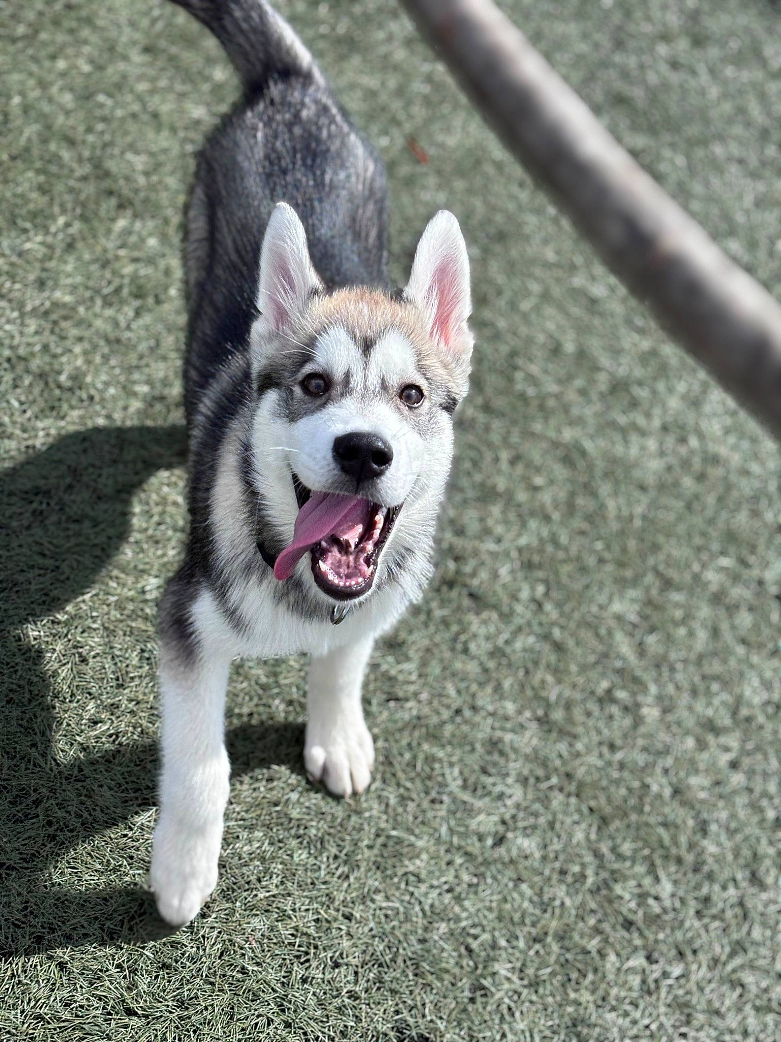 Volt participe au concours pour gagner de l'argent avec cette photo : art, carmine, carnivore, companion_dog, dog, dog_breed, eye, fang, foot, fur, grass, plant, recreation, road_surface, snout, sporting_group, whiskers, working_dog
