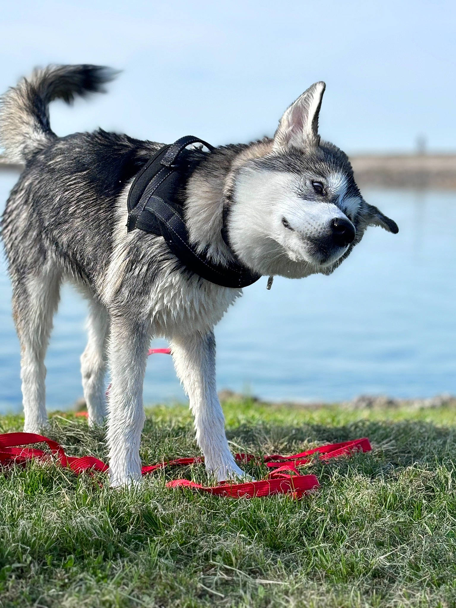Volt participe au concours pour gagner de l'argent avec cette photo : carmine, carnivore, collar, companion_dog, dog, dog_breed, dog_collar, dog_supply, grass, grassland, lake, leash, plant, sky, sled_dog, snout, tail, terrestrial_animal, water, working_animal