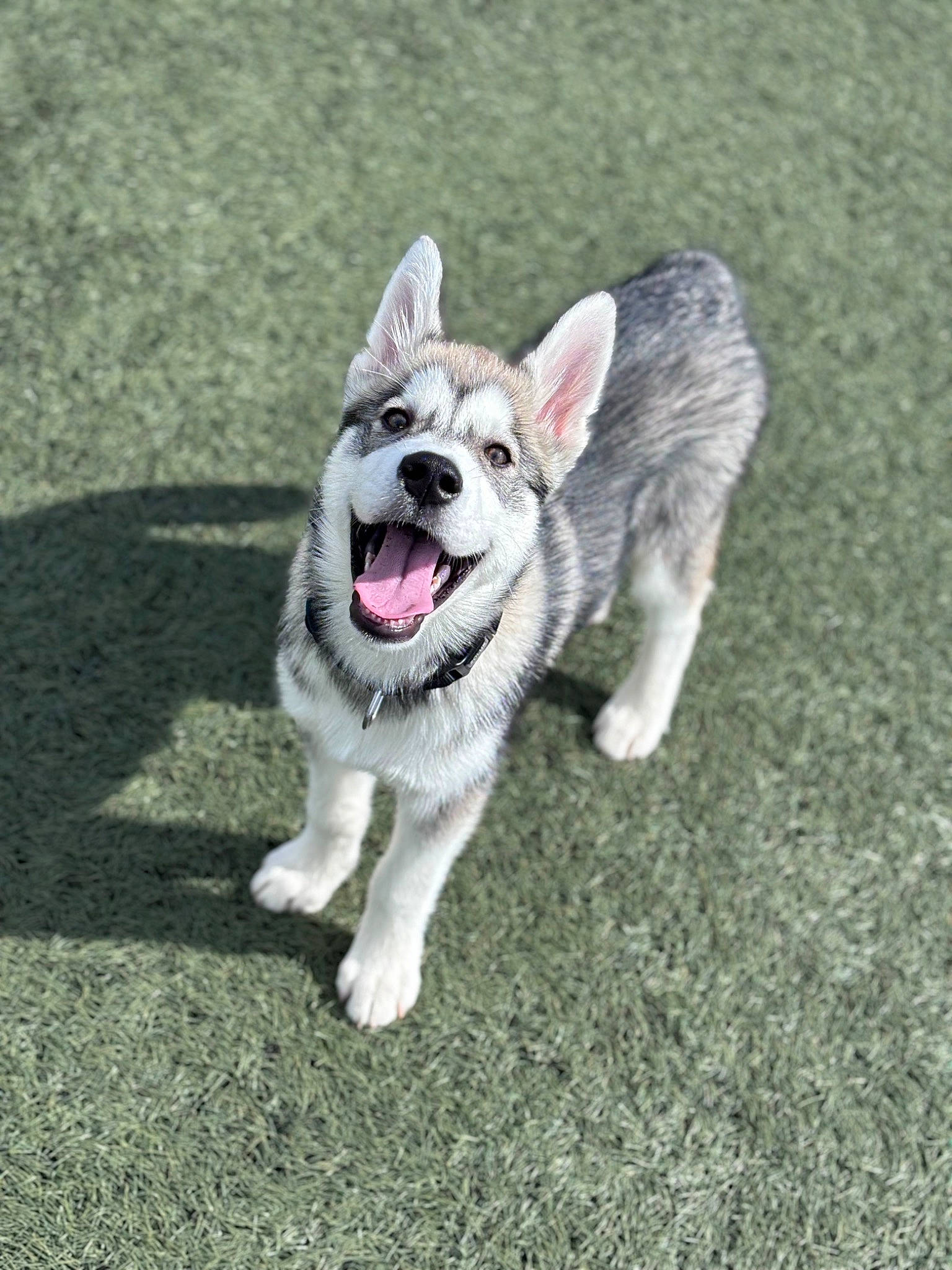 Volt a rejoint le concours — aidez-le/la à gagner de superbes lots ! canidae, carnivore, collar, companion_dog, dog, dog_breed, dog_collar, dog_supply, fang, fur, grass, paw, plant, recreation, snout, soil, sporting_group, tail, whiskers, working_dog