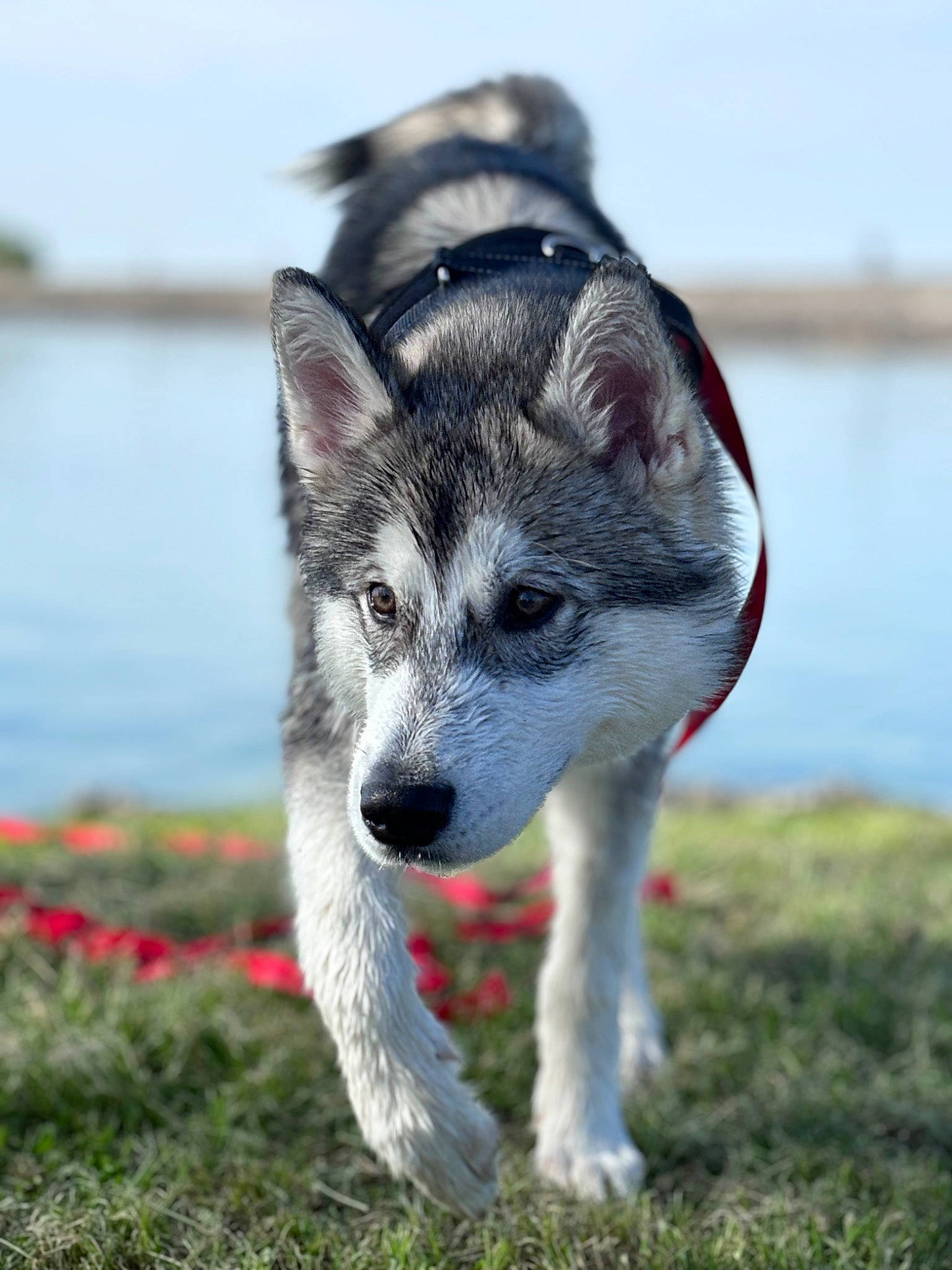 Volt a rejoint le concours — aidez-le/la à gagner de superbes lots ! ancient_dog_breeds, art, canidae, carnivore, coquelicot, dog, dog_breed, fur, grass, lake, plant, sky, sled_dog, snout, sporting_group, tail, water, wolf, working_animal, working_dog