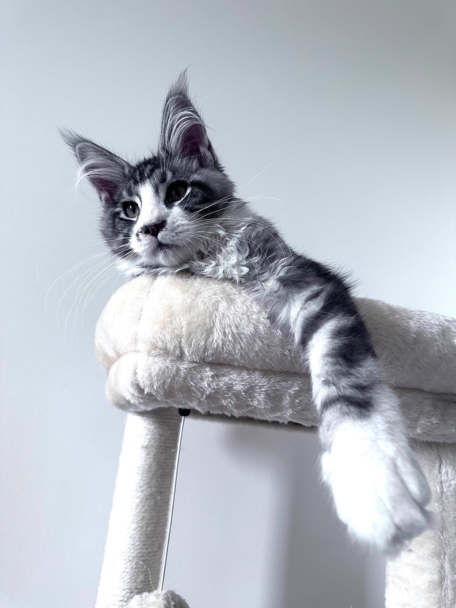 Ulysse participe au concours pour gagner de l'argent avec cette photo : carnivore, cat, cat_supply, domestic_short_haired_cat, felidae, fur, grey, mammal, monochrome, monochrome_photography, sitting, small_to_medium_sized_cats, snout, tail, vertebrate, whiskers