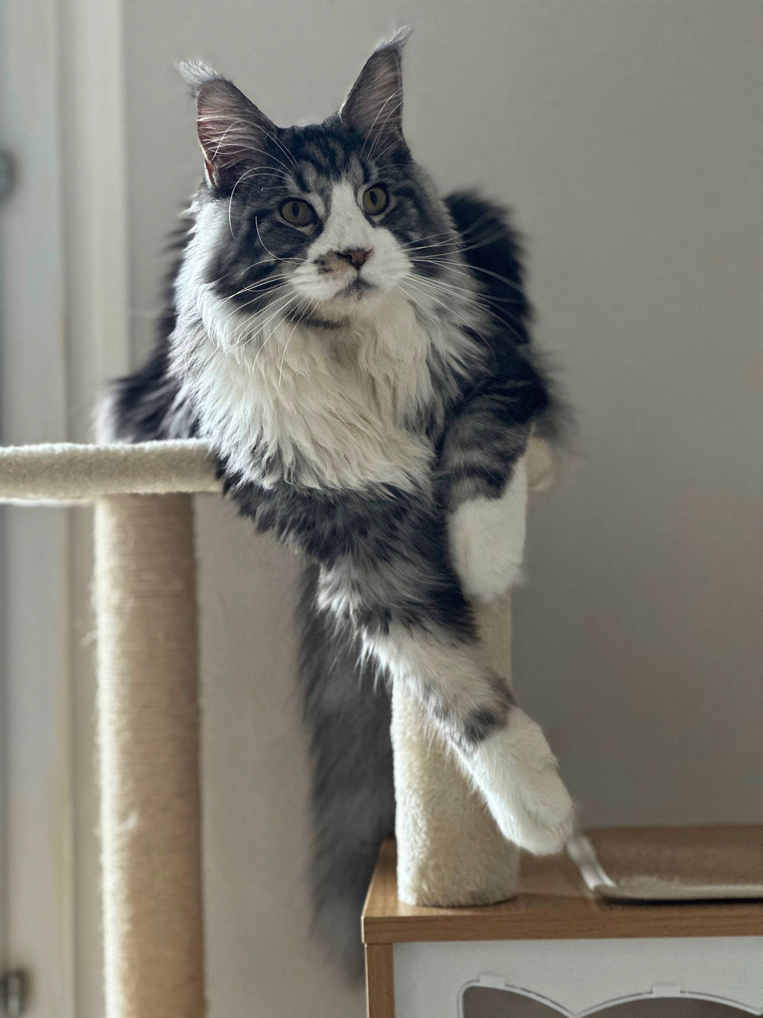 Ulysse a rejoint le concours — aidez-le/la à gagner de superbes lots ! art, british_longhair, carnivore, cat, claw, domestic_short_haired_cat, felidae, fur, paw, sitting, small_to_medium_sized_cats, snout, tail, terrestrial_animal, whiskers, window, wood