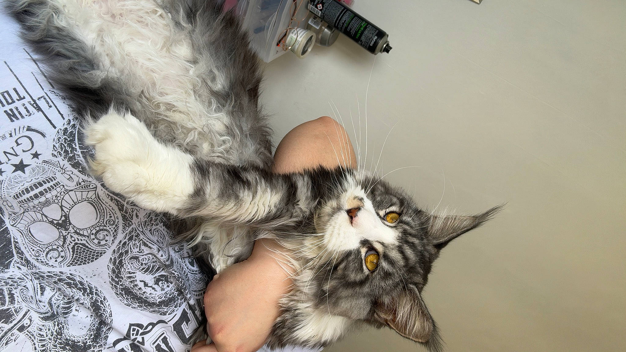 Ulysse a rejoint le concours — aidez-le/la à gagner de superbes lots ! carnivore, cat, claw, comfort, domestic_short_haired_cat, felidae, foot, fur, paw, small_to_medium_sized_cats, snout, tail, whiskers