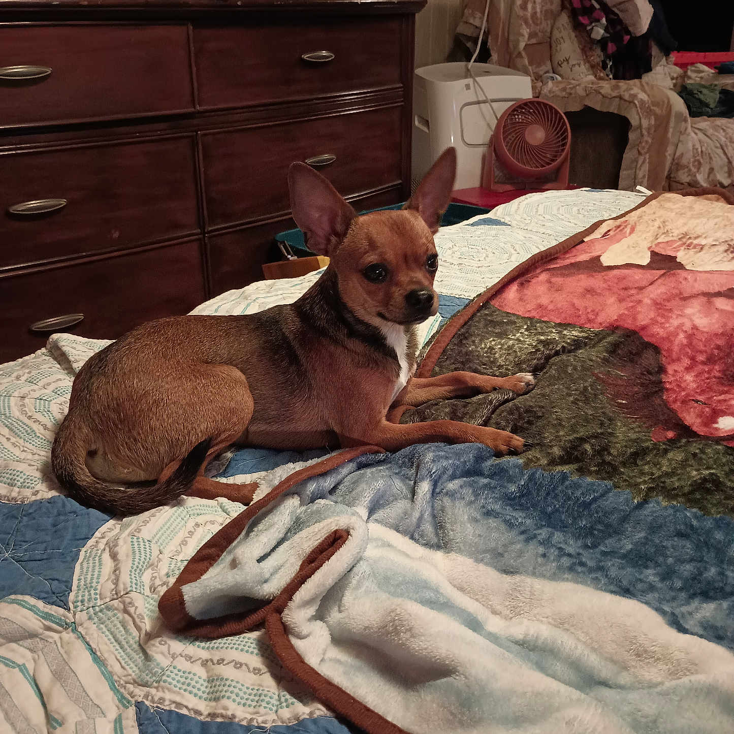 Pumpkin Doodle joined the competition — help win amazing prizes! animal, art, bed, bedroom, cabinet, candle, canine, couch, cup, dog, furniture, homedecor, indoors, interiordesign, linen, painting, person, pet, quilt, room