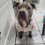 Luna joined the competition — help win amazing prizes! dog, indoor, kitchen, tile_floor, sweater, pet, animal, looking_up, floor_mat, gray_dog, canine, waiting, cute, domestic, companion, portrait, furniture, white_cabinet, paw, tile