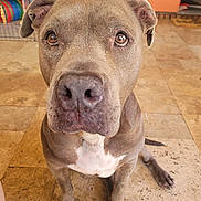 Luna is registered to the contest to win money with this photo: animal, canine, close_up, companion, curious, cute, dog, domestic_animal, door, ears, floor, gray_dog, house, indoor, looking_up, pet, sitting, snout, tile, whiskers