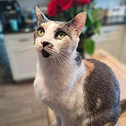 Kiki joined the competition — help win amazing prizes! cat, calico_cat, pet, animal, indoor, wooden_surface, green_eyes, whiskers, ears, fur, table, kitchen, flower_bouquet, roses, blurred_background, curious, sitting, domestic_animal, closeup, portrait