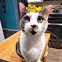 Kiki is registered to the contest to win money with this photo: animal, appliances, background_blur, calico_cat, cat, closeup, curious, domestic_cat, ears, face, flowers, fur, green_eyes, indoor, kitchen, nose, pet, table, whiskers, wooden_surface