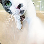 Kiki is registered to the contest to win money with this photo: animal, blurred_background, cat, close_up, collar, curious, cute, domestic_cat, feline, gray_fur, green_eyes, heart_shaped_tag, indoor, leopard_print, nose, paw, pet, portrait, whiskers, white_fur