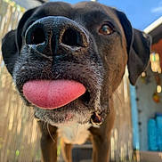 Zander is registered to the contest to win money with this photo: dog, tongue, close_up, outdoor, sunny, nose, pet, playful, brown_dog, animal, fence, blurred_background, canine, friendly, tongue_out, domestic_animal, happy, cute, funny, snout