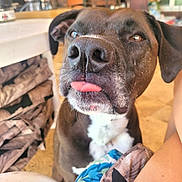 Zander is registered to the contest to win money with this photo: animal, black_dog, close_up, cushion, cute, decor, dog, ears, face, floor, furniture, human_arm, indoor, nose, pet, playful, relaxed, table, tongue_out, white_chest
