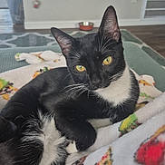 Henry joined the competition — help win amazing prizes! cat, tuxedo_cat, black_and_white, yellow_eyes, whiskers, indoor, blanket, relaxing, feline, pet, cozy, fur, closeup, laying_down, home, cute, animal, domestic_cat, comfort, resting