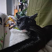 Henry is registered to the contest to win money with this photo: animal, black_cat, blanket, cat, closeup, cozy, curious, curtain, feline, furniture, home, indoor, pet, plant, portrait, relaxed, resting, shelf, stretching, whiskers