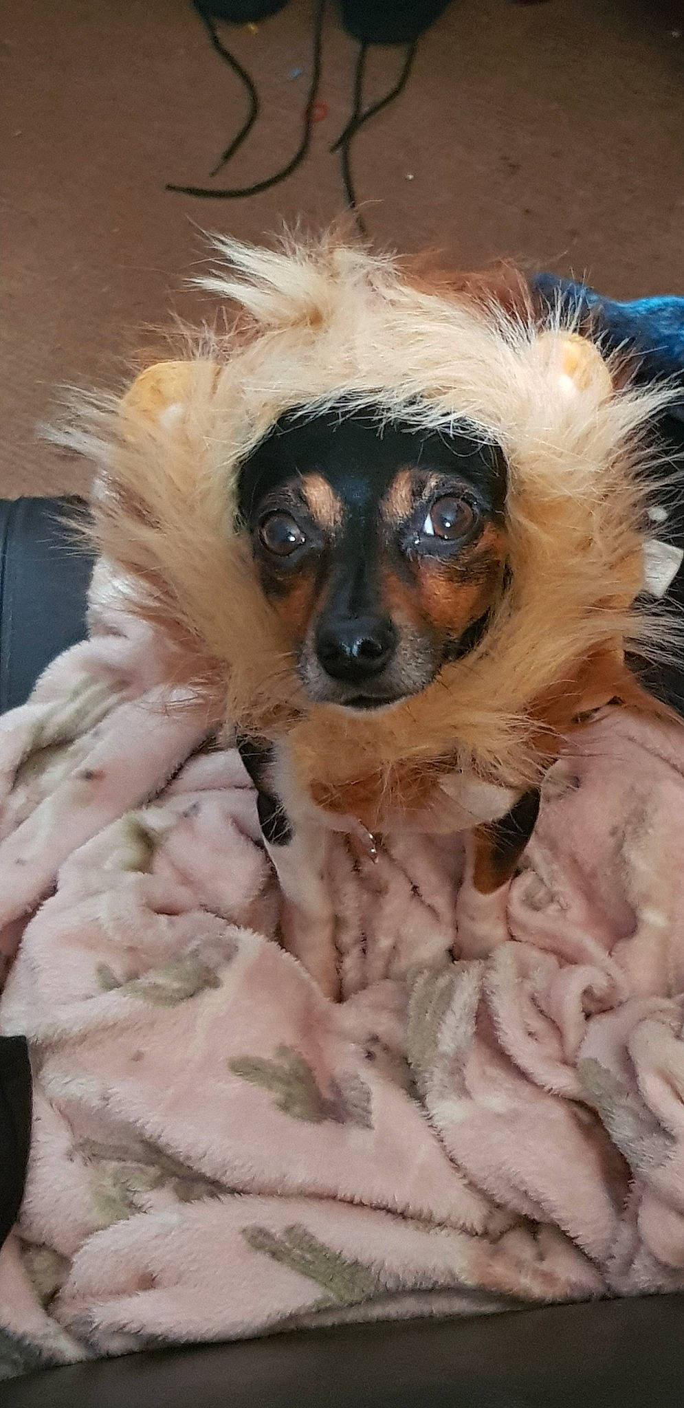 Cindy is registered to the contest to win money with this photo: canidae, carnivore, companion_dog, dog, dog_breed, fawn, fur, mammal, puppy, snout, whiskers