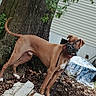 dog, muzzle, tree, leaves, dirt, concrete_blocks, outdoor, animal, pet, brown_dog, side_view, leash, alert, building, yard, nature, canine, standing, muzzle_strap, background