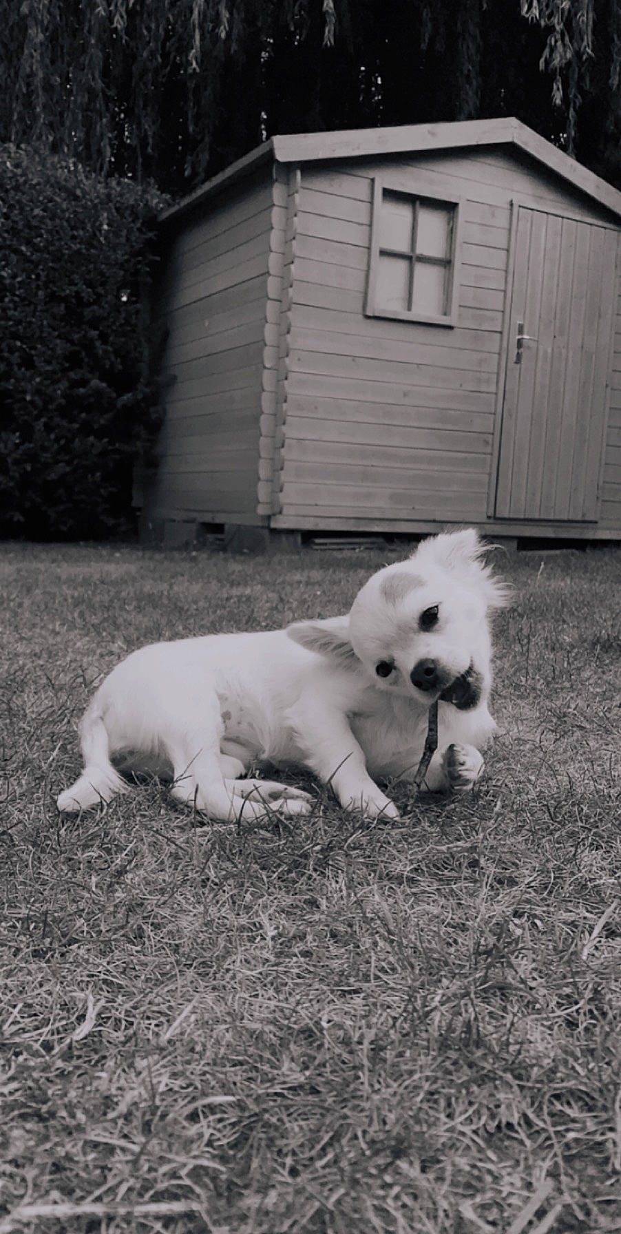 Izy a rejoint le concours — aidez-le/la à gagner de superbes lots ! canidae, carnivore, companion_dog, dog, dog_breed, mammal, non_sporting_group, pomeranian, puppy, sporting_group, vertebrate