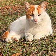 Minnie joined the competition — help win amazing prizes! cat, orange_and_white_cat, animal, pet, outdoor, grass, sunlight, nature, relaxed, lying_down, fur, whiskers, ears, paws, ground, daylight, mammal, cute, resting, calm