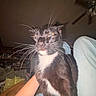 Lucky joined the competition — help win amazing prizes! cat, black_cat, white_chest, whiskers, indoor, flash, ceiling_fan, person_arm, person_legs, unimpressed_expression, close_up, fur, pet, animal, home_interior, furniture, clutter, casual, candid, night
