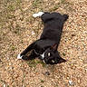 Lucky joined the competition — help win amazing prizes! cat, black_cat, white_paws, outdoor, gravel, grass, animal, pet, feline, lying_down, looking_up, nature, curious, whiskers, ears, green_eyes, ground, daylight, mammal, relaxed