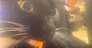 Lucky joined the competition — help win amazing prizes! cat, black_cat, close_up, whiskers, yellow_eyes, indoor, blurry, soft_focus, feline, pet, face, animal, domestic_animal, house, muzzle, fur, cute, portrait, background