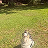dog, grass, outdoor, play, fetch, ball, golf_ball, sunlight, shadow, nature, tree, yard, pet, animal, fun, active, greenery, chewing, happy, daytime