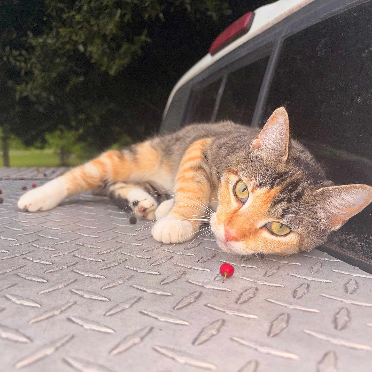 Milliebean is registered to the contest to win money with this photo: cat, tabby_cat, animal, outdoor, vehicle, metal_surface, relaxed, yellow_eyes, fur, whiskers, ears, nature, berries, greenery, resting, pet, closeup, texture, calm, daylight